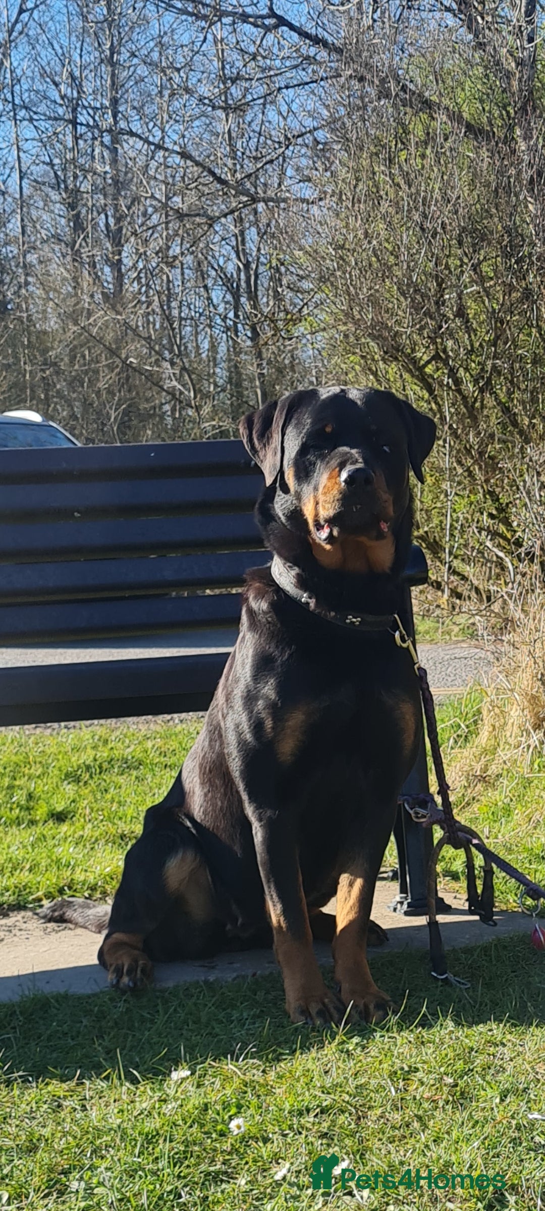 Rottweiler dogs for sale: Rottweiler puppies - Advert 4