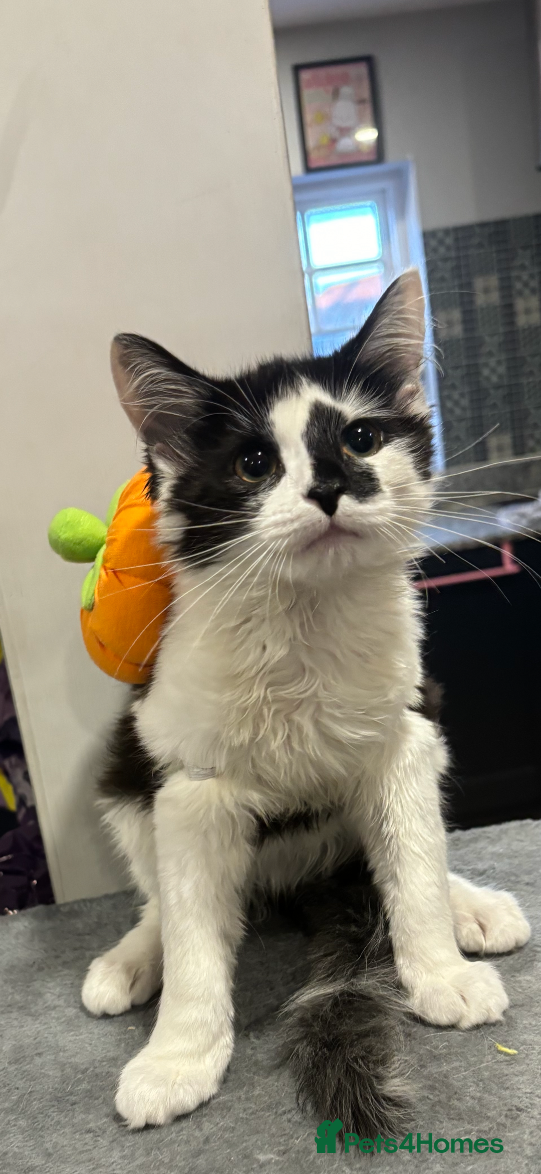 Mixed Breed cats for sale: Momo mane coon mix  - Advert 15