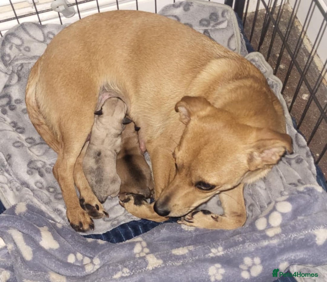 Mixed Breed dogs for sale: Fox terrier x chug puppies - Image 14