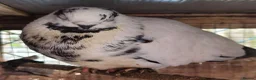 Pigeons birds for sale: TAME Adult Pet Pigeons & Pairs [Fancy Breeds] - Advert 10