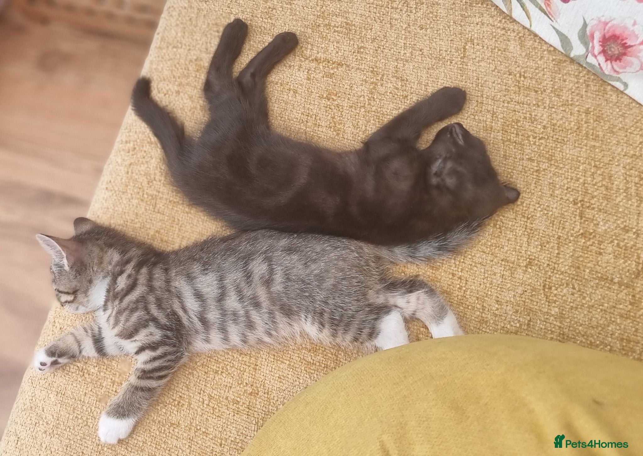 Mixed Breed cats ❤️Stunning Dark Chocolate Sokoke-Marked Girl 🐾❤️ - Advert 6