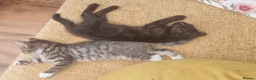 Mixed Breed cats for sale: ❤️Stunning Dark Chocolate Sokoke-Marked Girl 🐾❤️ - Advert 7