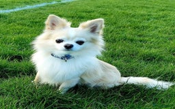 Chihuahua dogs for stud: Cream Longhair Chihuahua for stud - Image 1