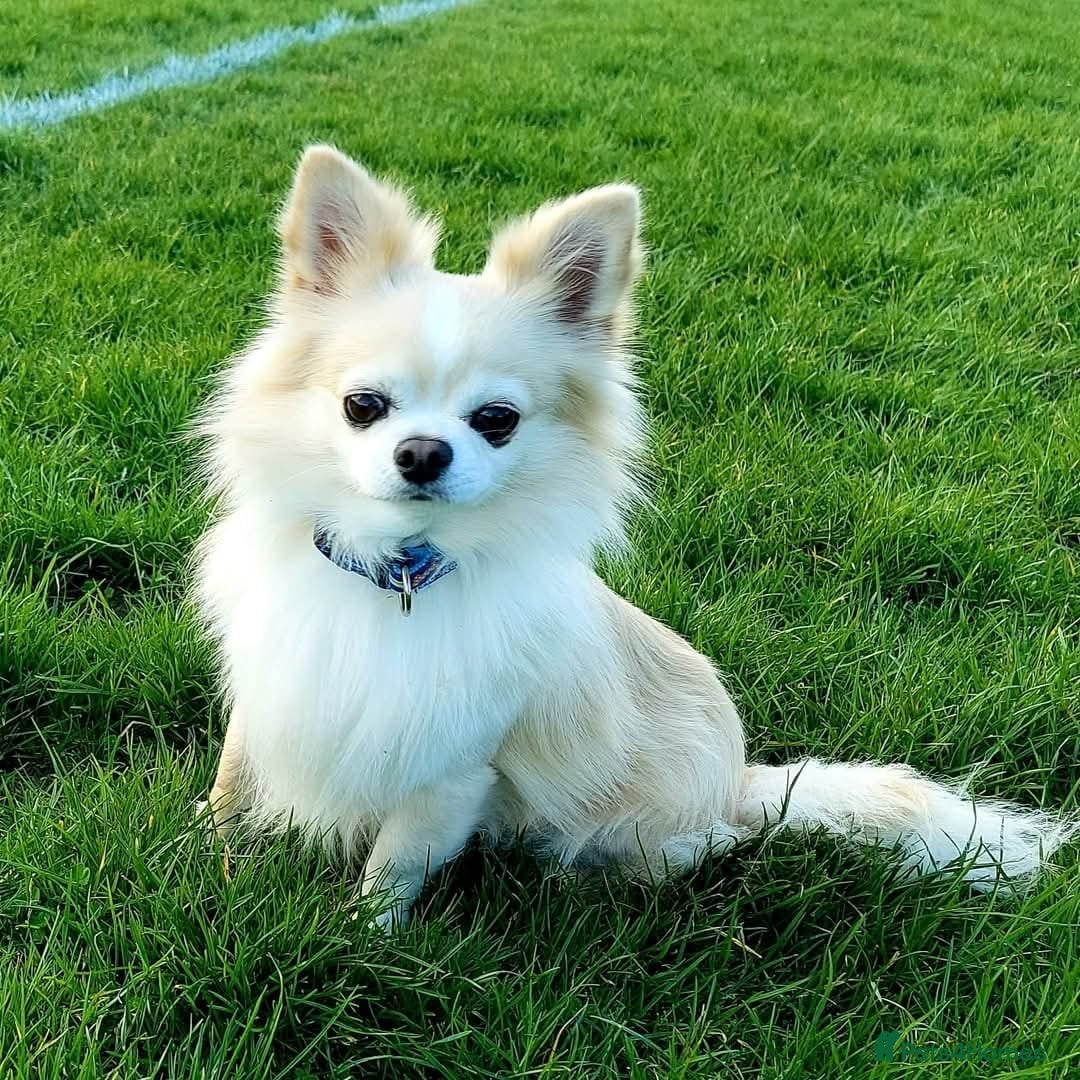 Chihuahua dogs for stud: Cream Longhair Chihuahua for stud - Image 1