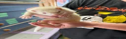 Ferret rodents for sale: Mixed ferret kits  - Advert 2