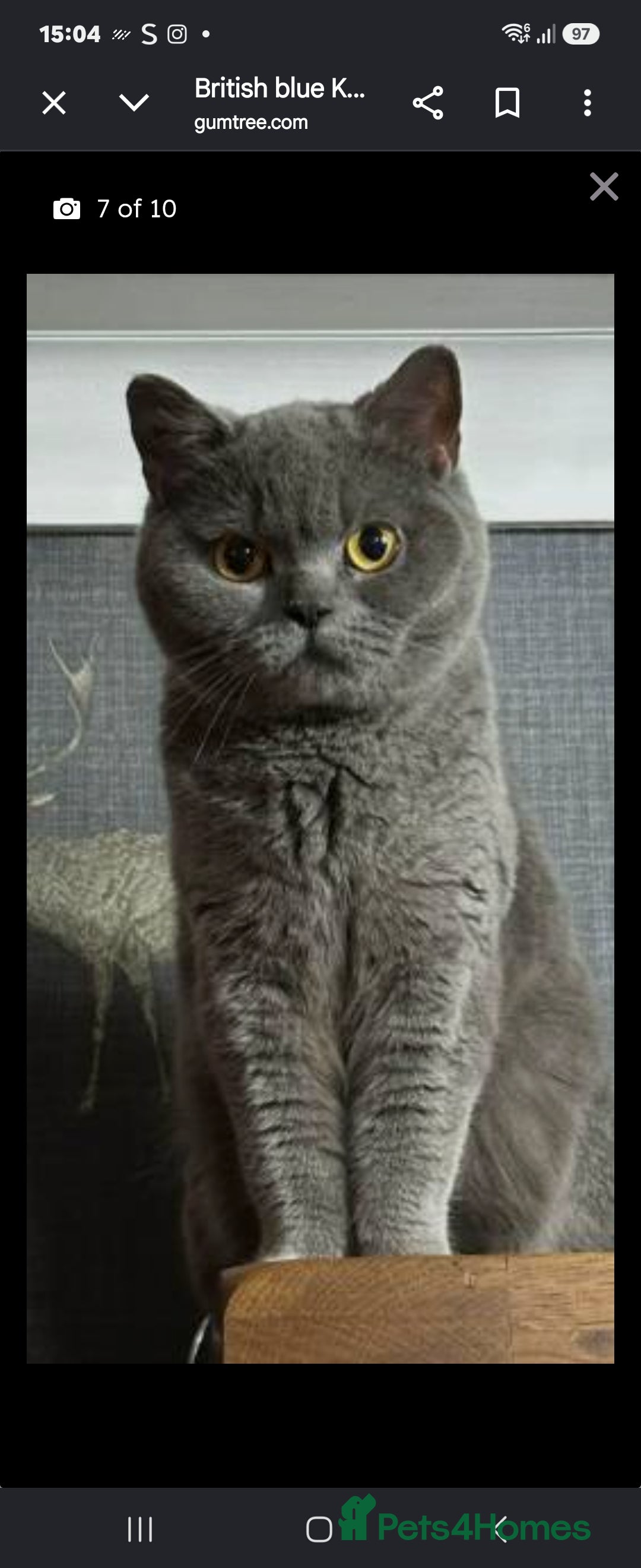British Shorthair cats Adorable British Shorthair  Blue Kitten  - Advert 2