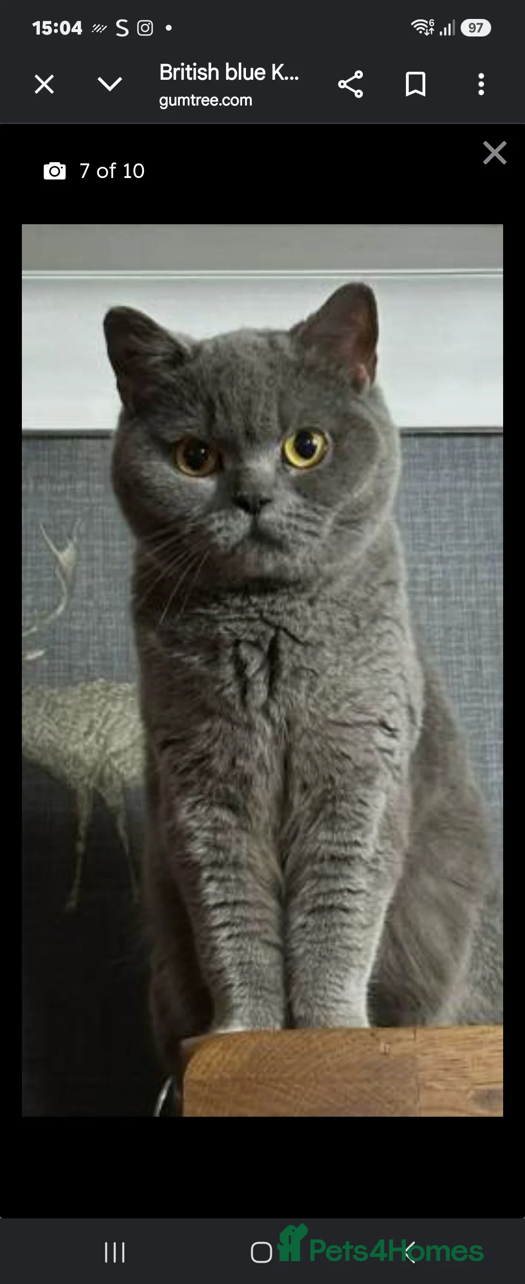 British Shorthair cats for sale: Adorable British Shorthair  Blue Kitten  in Cupar - Advert 2