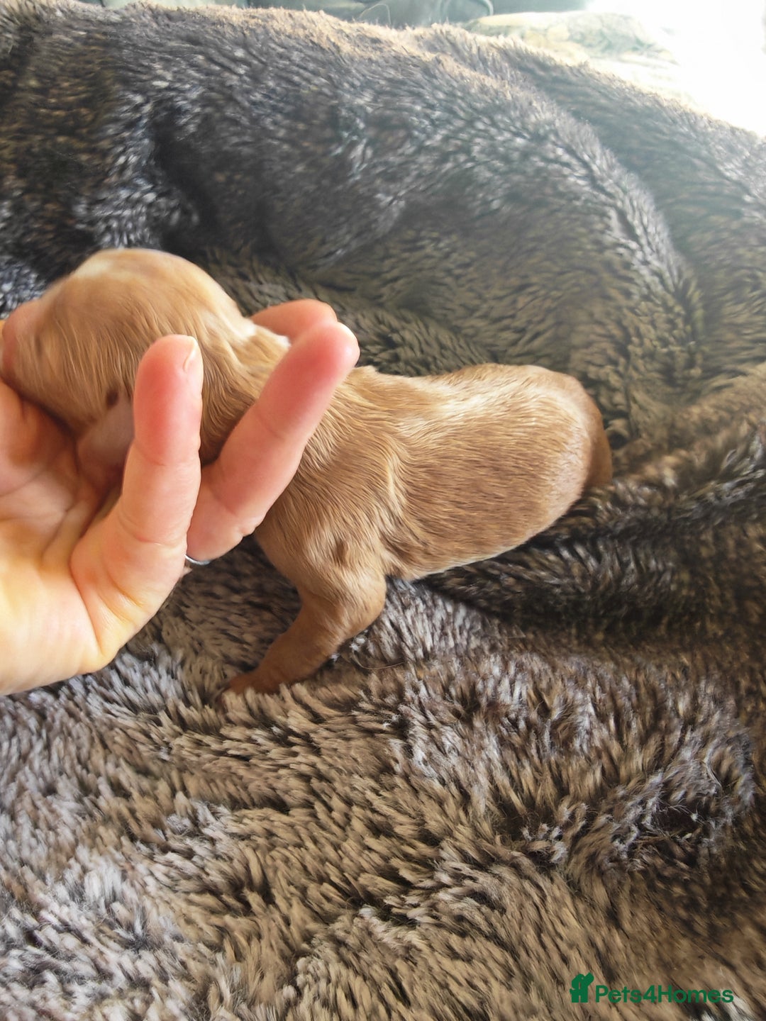 Cockapoo dogs for sale: Cockapoos F1 DNA Health tested patents - Advert 15