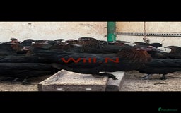 Chickens poultry for sale: Pol copper maran/Burford browns (read full advert) - Image 2