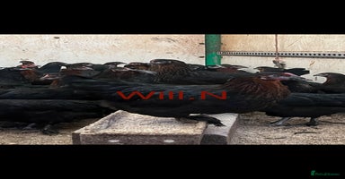 Chickens poultry - Advert 13