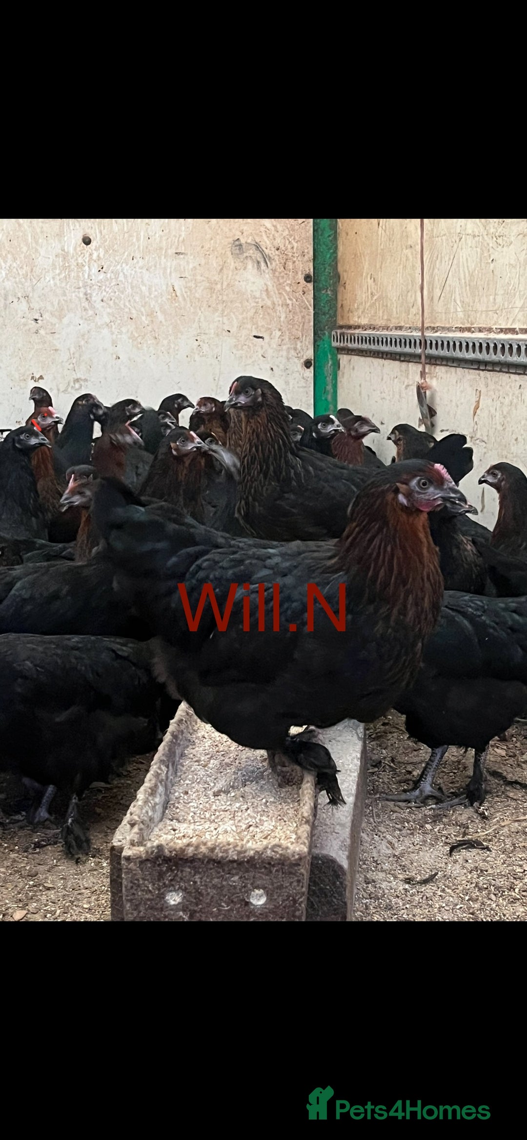 Chickens poultry for sale: Pol copper maran/Burford browns (read full advert) - Image 2