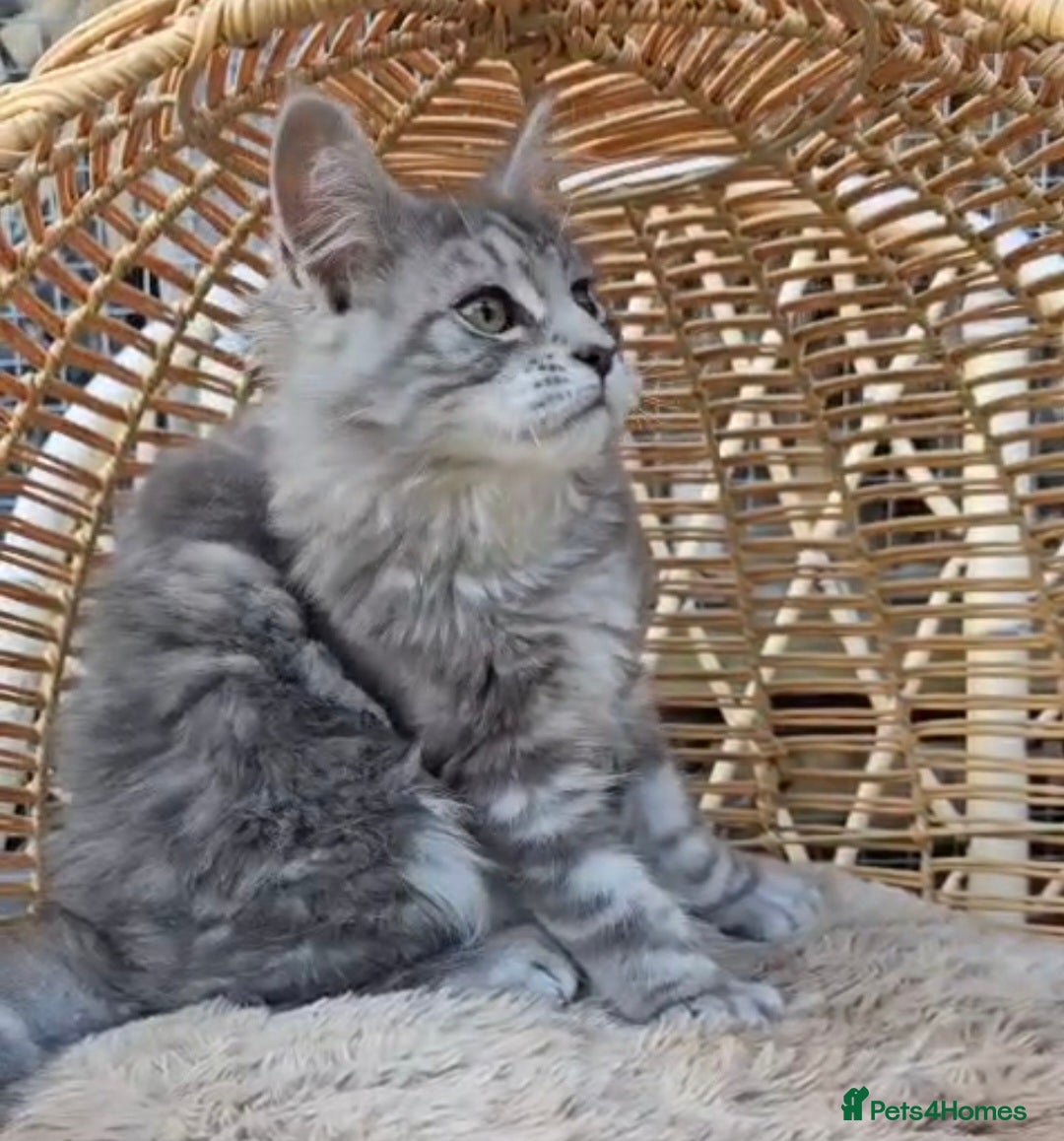 Maine Coon cats for sale: VARIOUS FULL PEDIGREE MAINE COON KITTENS FOR SALE in Rotherham - Image 14
