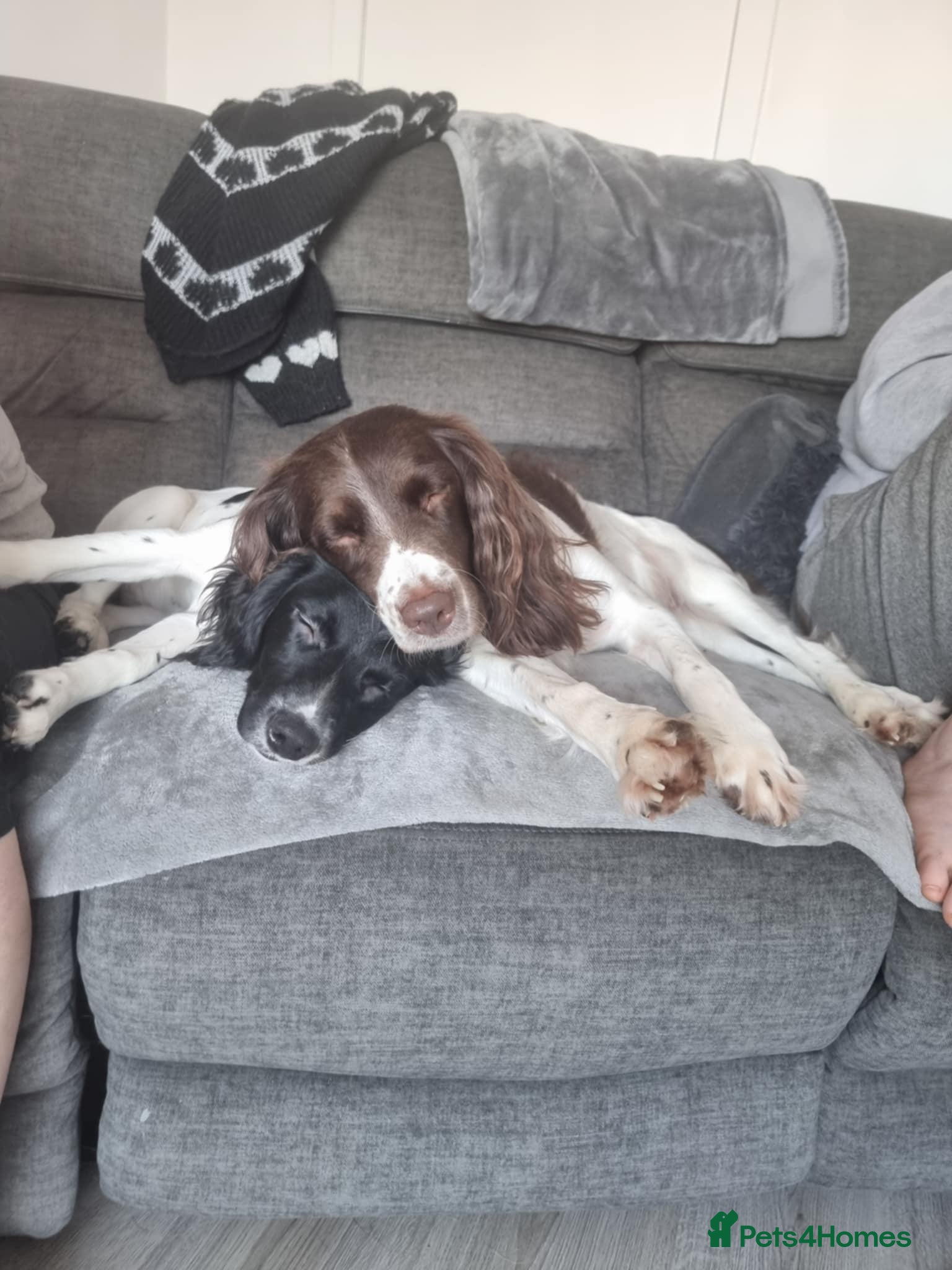 English Springer Spaniel dogs English springer spaniel for sale - Advert 3