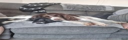 English Springer Spaniel dogs for sale: English springer spaniel for sale - Advert 1