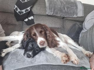 English Springer Spaniel dogs English springer spaniel for sale - Advert 3