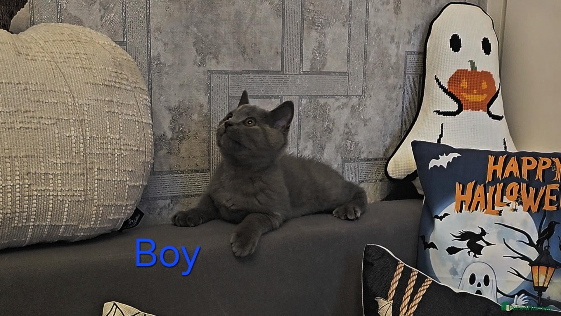 British Shorthair cats for sale: Blue British Shorthair kitten - Advert 1