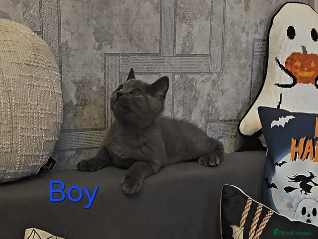 British Shorthair cats for sale: Blue British Shorthair kitten - Advert 3