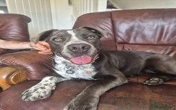Mixed Breed dogs for sale: Bulldog x Staffie for rehoming.  - Image 15