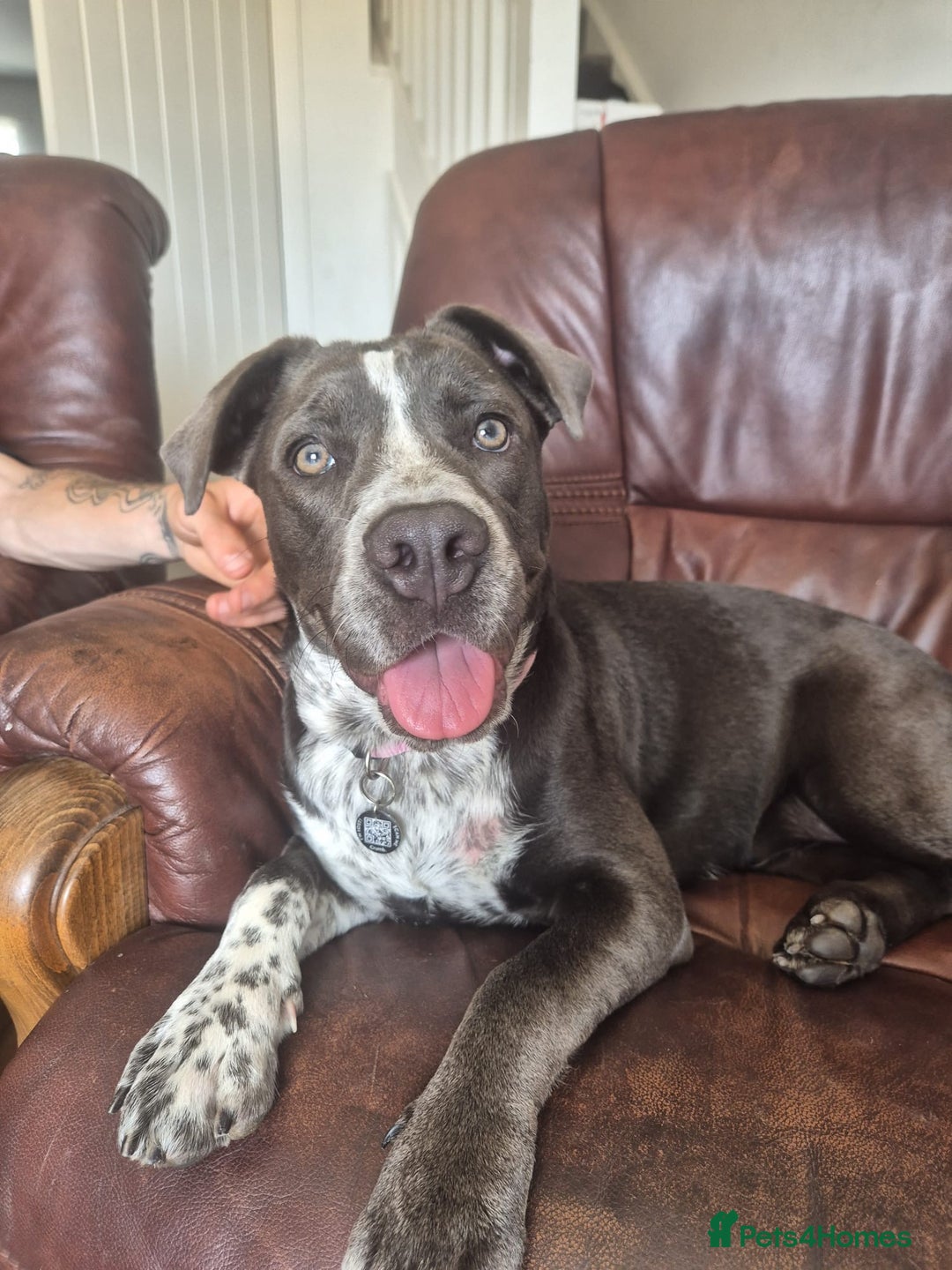Mixed Breed dogs for sale: Bulldog x Staffie for rehoming.  - Image 15
