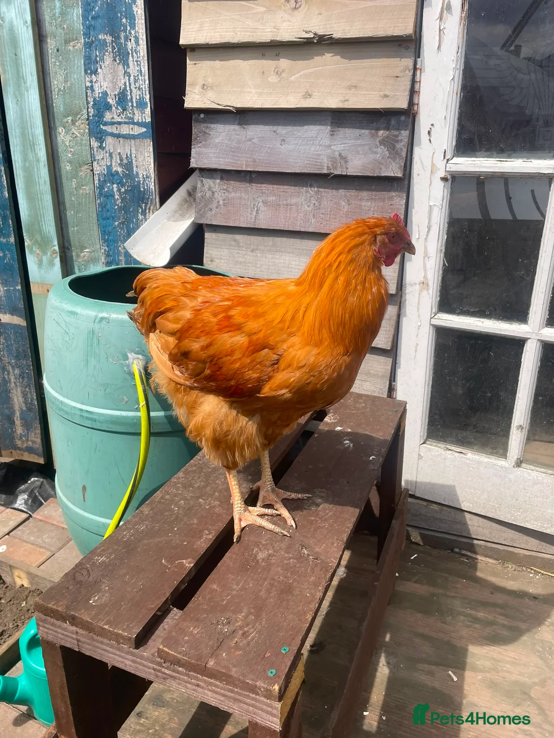 Chickens poultry for sale: FREE Cockerels x 3  - Advert 3