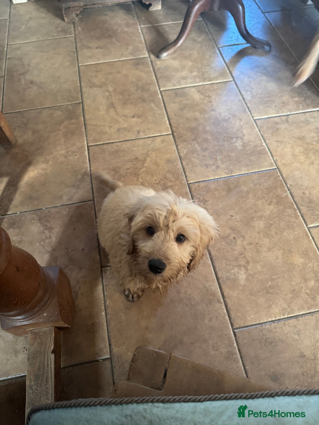 Goldendoodle dogs for sale: Humphrey – Male F1B Miniature Goldendoodle | - Advert 3