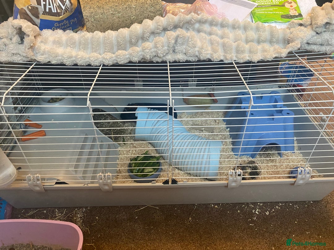 Guinea Pig rodents for sale: Cinnamon and peanut (comes with everything) - Advert 8