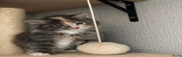 Maine Coon cats for sale: 🐾 FULLY REGISTERED PEDIGREE MAINE COON KITTENS 🐾 - Advert 12
