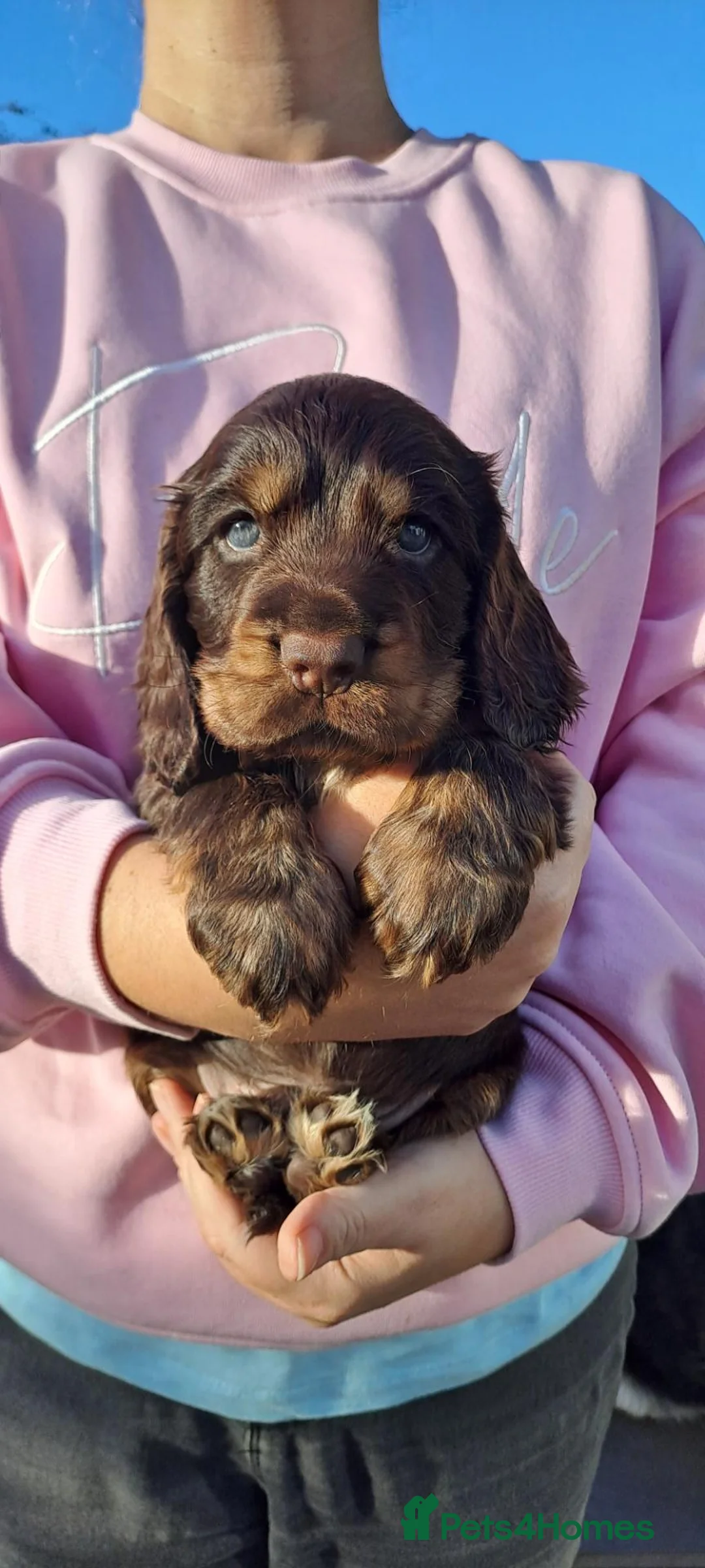 Cocker Spaniel dogs for sale: Little boy 💙 after DNA health tested parents - Advert 18