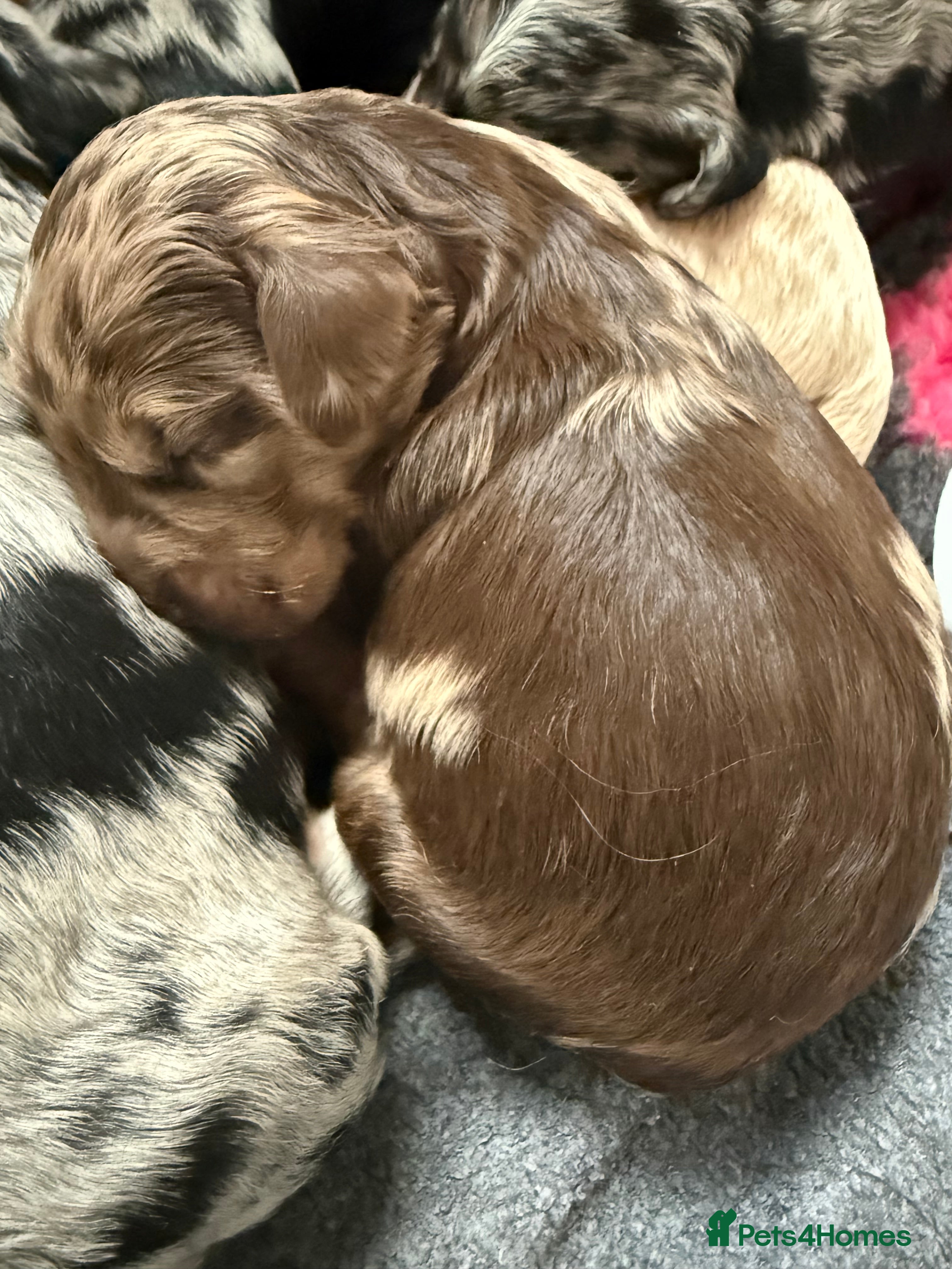 Australian Labradoodle dogs AUSTRALIAN LABRADOODLE PUPPIES - Advert 3