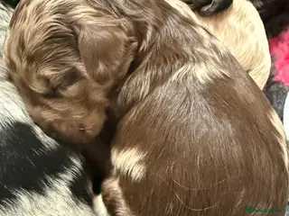 Australian Labradoodle dogs AUSTRALIAN LABRADOODLE PUPPIES - Advert 3