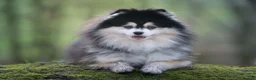 Pomsky dogs for stud: F2 4.5kg Russian Imported Pomsky for Stud - Advert 9