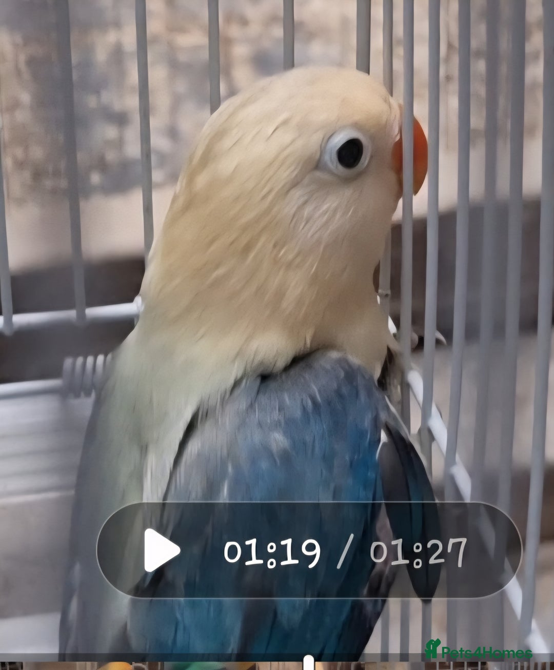 Lovebirds birds for sale: AQUA B1 OPALINE  ficshers  - Advert 9