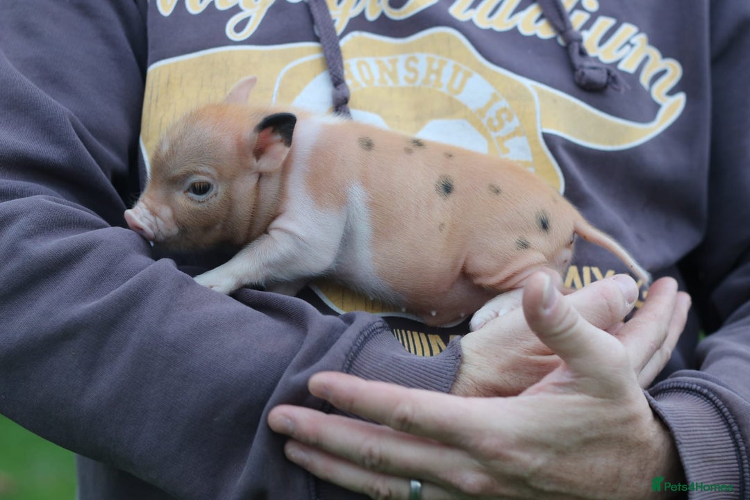 Pig livestock for sale: Miniature American/Swedish pigs  - Advert 2