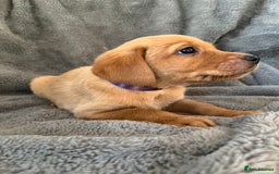 Labrador Retriever dogs for sale: READY NOW - KC Fox Red Labrador Puppies  - Image 9