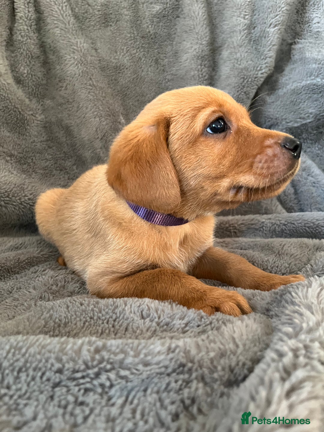Labrador Retriever dogs for sale: READY NOW - KC Fox Red Labrador Puppies  - Image 9