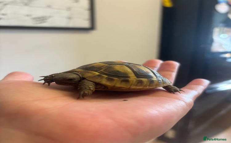 Hermann Tortoise reptiles - Advert 1