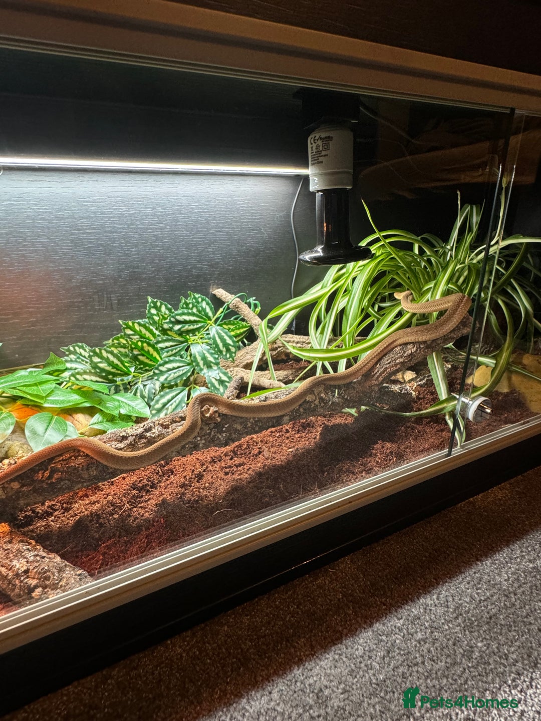 Snake reptiles for sale: African Egg-eating Snake & Whole Set-Up - Advert 3