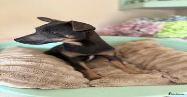 Jack Russell dogs - Advert 6
