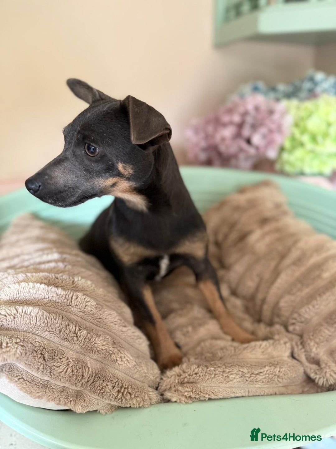 Jack Russell dogs for sale: Beautiful blue and tan 2.5 year old girl  - Image 3