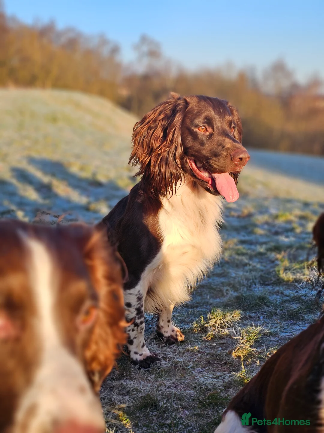English Springer Spaniel dogs for stud: English Springer Spaniel Stud in Derby - Advert 31