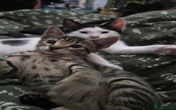 European cats for sale: 6 Kittens ready to find their new homes!! - Image 6