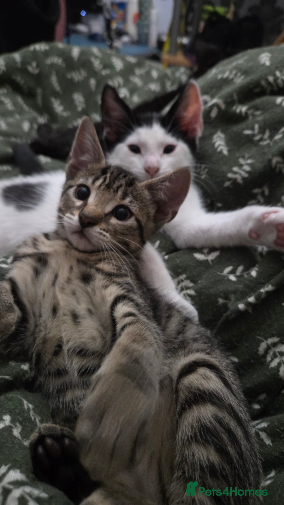European cats for sale: 6 Kittens ready to find their new homes!! - Image 6