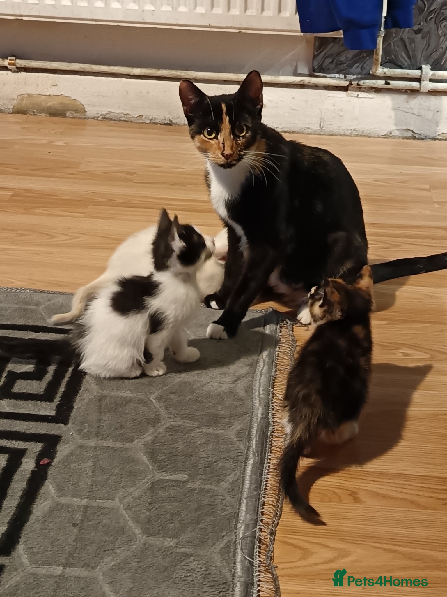 Mixed Breed cats Adorable Kittens Looking for Their Forever Homes - Advert 1