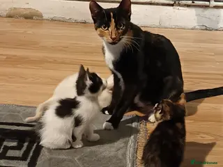 Mixed Breed cats Adorable Kittens Looking for Their Forever Homes - Advert 1