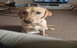Labrador Retriever dogs for sale: Georgous lab retriver  - Image 2