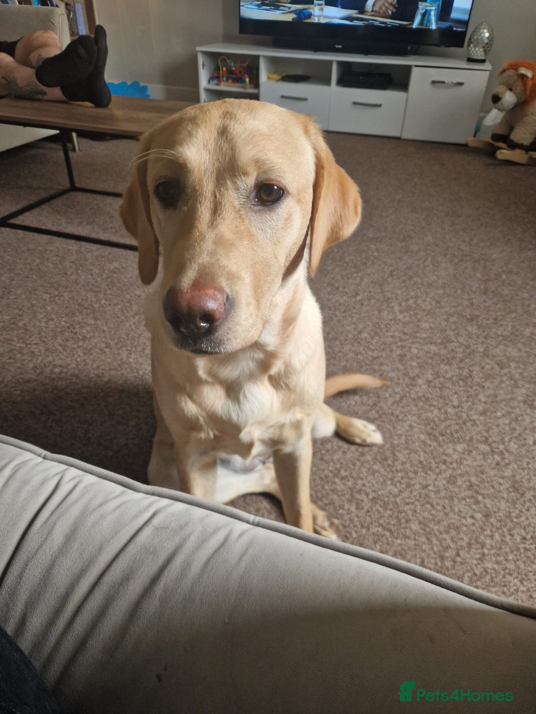 Labrador Retriever dogs for sale: Georgous lab retriver  - Image 2
