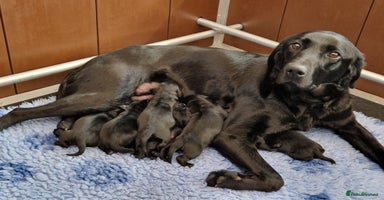 Cockerdor dogs in Market Drayton - Advert 11