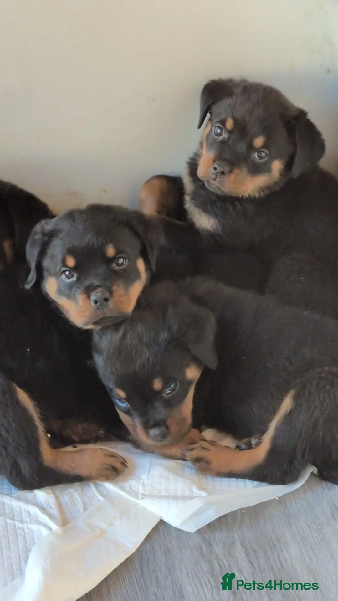 Rottweiler dogs for stud: Stunning Fully Health Tested KC Reg Rottweiler  in Langport - Advert 13