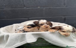Cocker Spaniel dogs for sale: working cocker spaniel puppies - Image 2