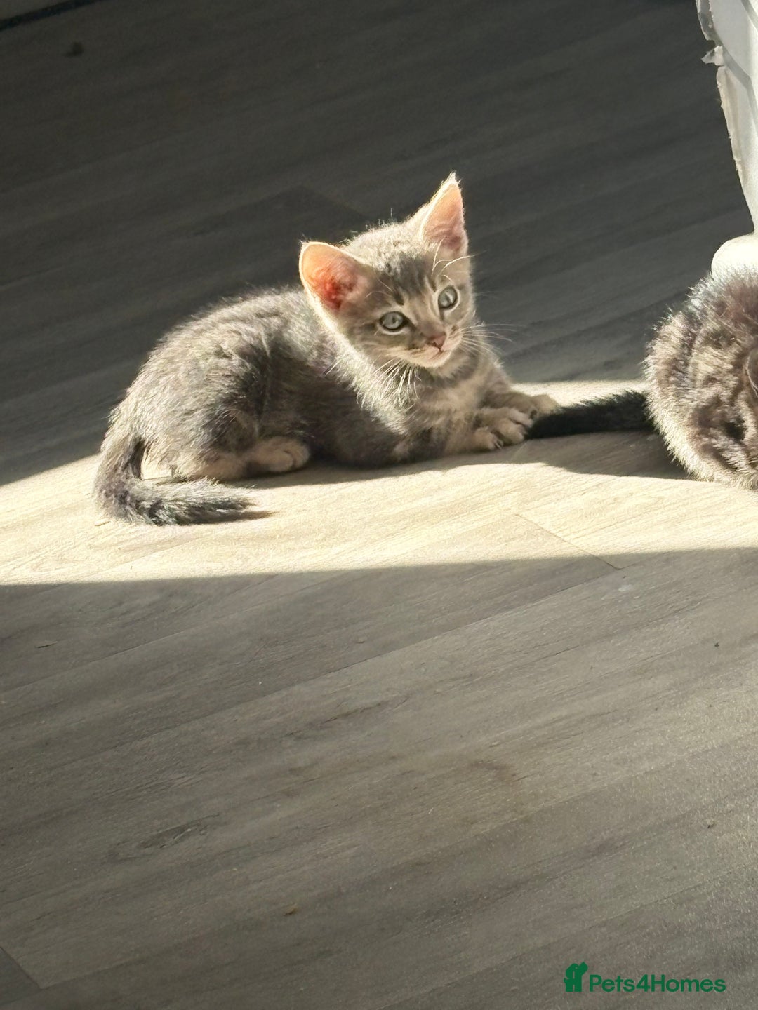 Bengal cats for sale: Bengal cross  - Image 2
